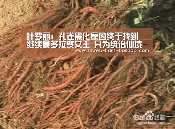 叶罗丽:孔雀黑化原因终于找到 继续曼多拉变女王 只为统治仙境-半岛体育(图3) 半岛体育下载